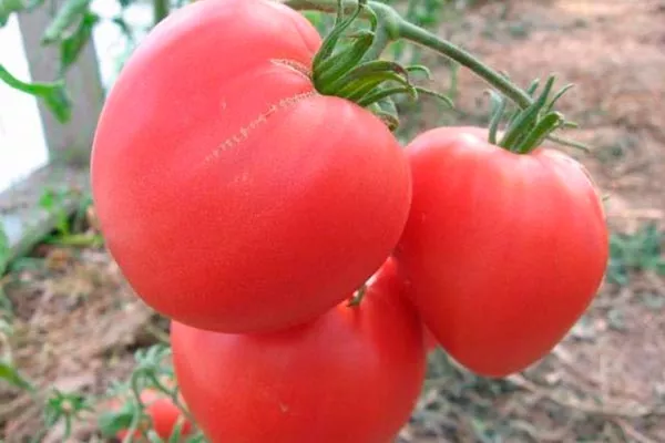 Воловье сердце розовое