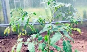 Возможные трудности и сложности ухода за культурой