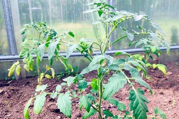 Возможные трудности и сложности ухода за культурой