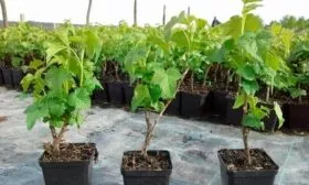 Выбор саженцев