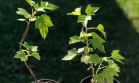 Выбор саженцев и обработка перед высадкой