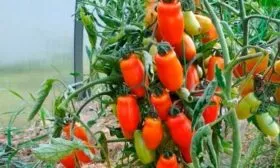 Выращивание и уход