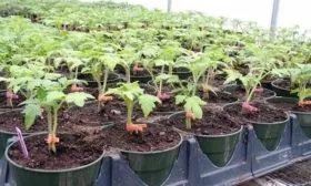 Выращивание и уход за рассадой