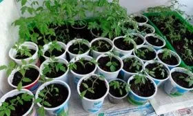 Выращивание и высадка рассады