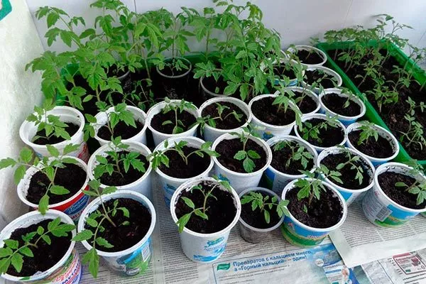 Выращивание и высадка рассады