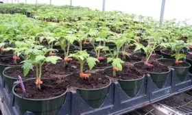 Выращивание рассады, закалка