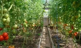 Выращивание в теплице