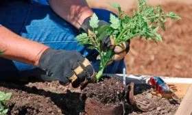 Высадка рассады