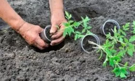 Высадка рассады в теплицу или открытый грунт