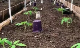 Высаживание на постоянное место