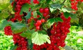 Ягоды и их вкусовые качества