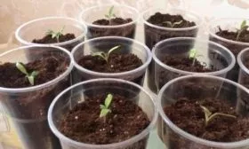 Ёмкость и почва