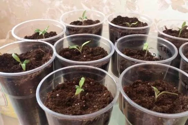 Ёмкость и почва