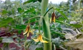 Заболевания сорта и вредители помидоров Мазарини