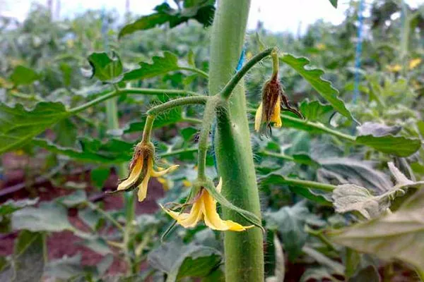 Заболевания сорта и вредители помидоров Мазарини