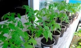 Закаливание рассады