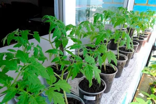 Закаливание рассады