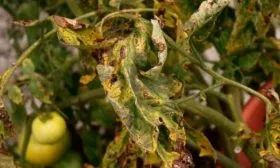 Защита от болезней и вредителей