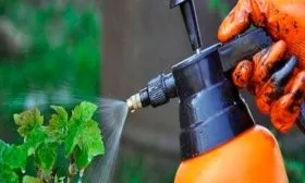 Защита от болезней и вредителей