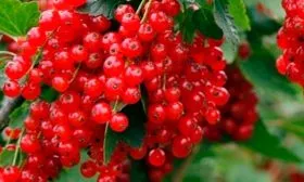 Как собрать урожай