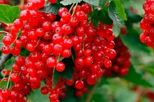 Как собрать урожай