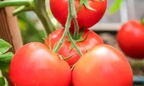 Описание плодов