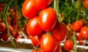 Ключевые характеристики сорта