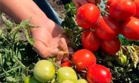 Описание сорта