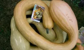 Описание сорта