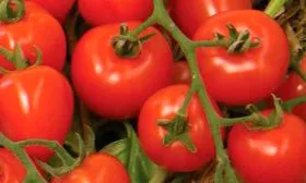 Созревание и плодоношение и продуктивность