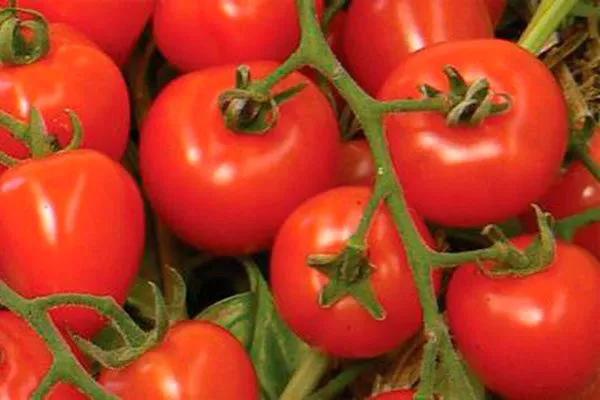 Созревание и плодоношение и продуктивность