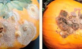 Болезни и вредители