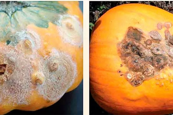 Болезни и вредители