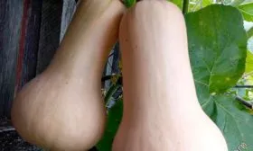 тыква ананасная