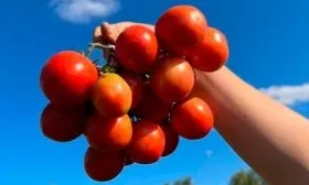 Урожайность