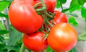 Основные характеристики3