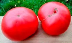 Ключевые характеристики сорта2