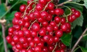 История селекции, регионы выращивания