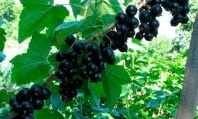 Вкусовые качества и сфера применения ягод