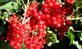 Урожайность