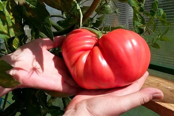 характеристика