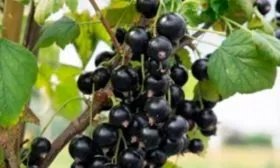 Характеристики