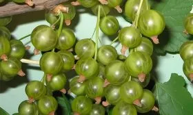 Сроки созревания, опыление и урожайность