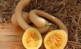 Вкус плодов и их назначение