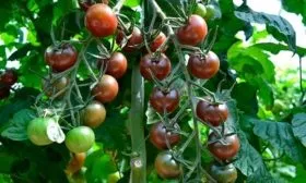 Созревание и урожайность