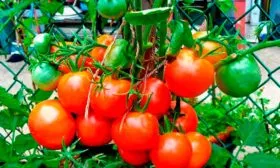 Созревание и урожайность