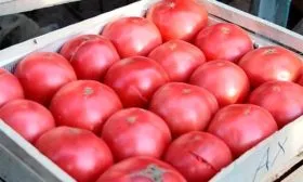 Сбор плодов и хранение