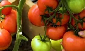 описание плодов