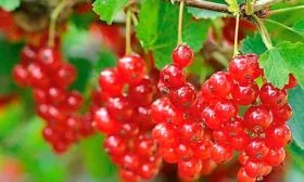 Сроки созревания