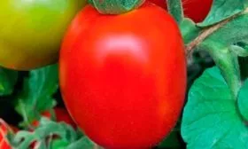 Описание растения и плодов2